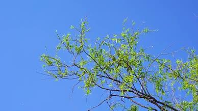 4k实拍春日柳树树枝上的小鸟空镜头视频的预览图